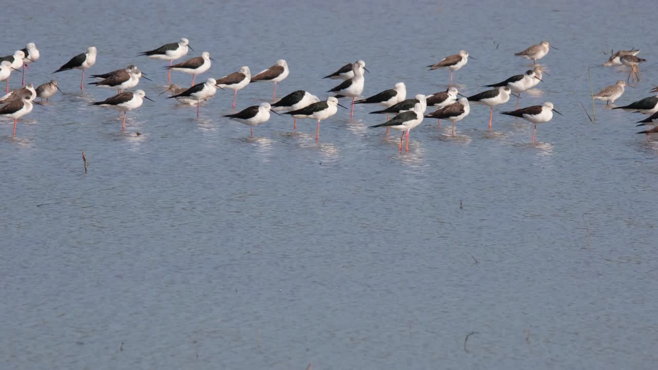 검은날개 죽마 히만토푸스 히만토푸스 무리와 다른 일부는 오른쪽을 향하고 다른 일부는 태국, 왼쪽으로 걸어갈 때 오른쪽을 향하고 있습니다.