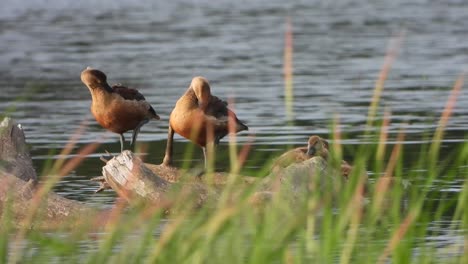 pato silbante - estanque -lago -relajante