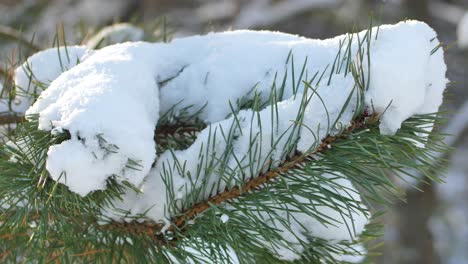 snow on a sunny day lies on pine branches