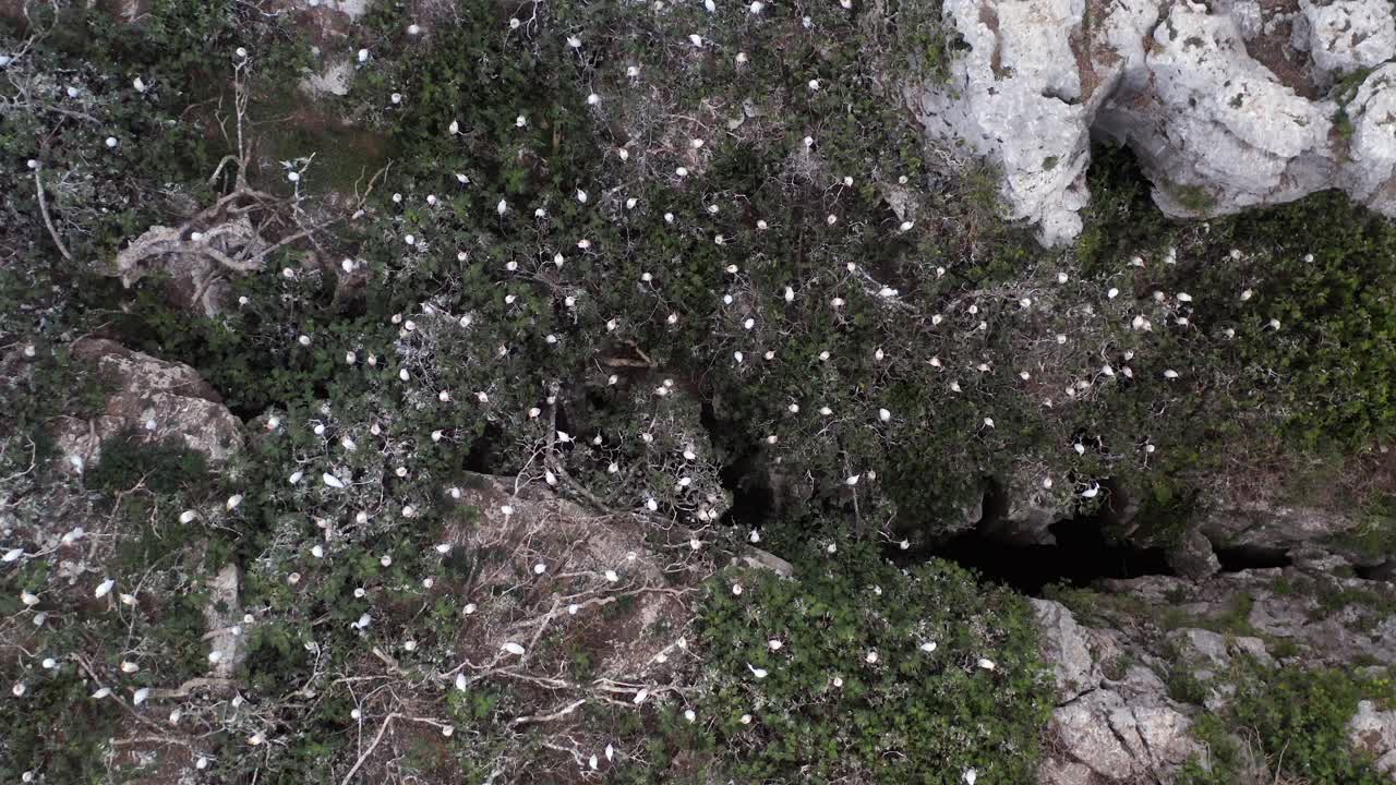 vista ascendente de arriba hacia abajo de una bandada de pájaros blancos que se deslizan sobre pintorescos acantilados de piedra caliza por el agua turquesa