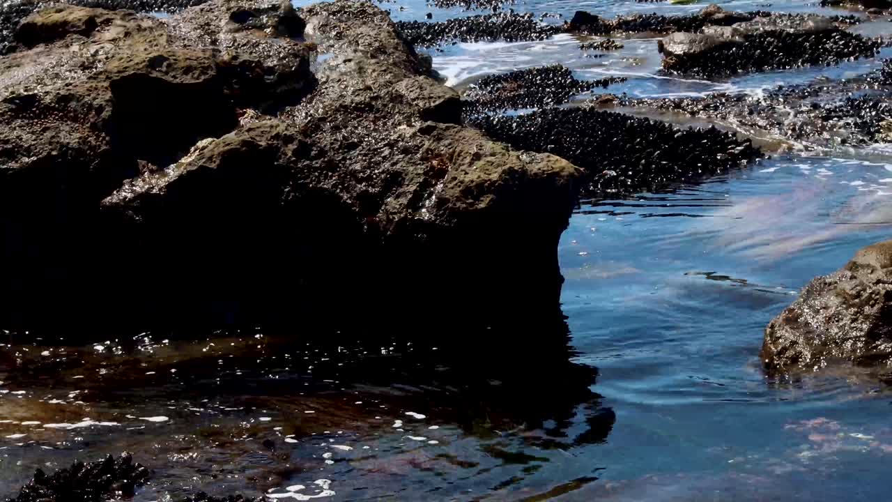 Tidevandsbassiner med ebbe i det nordvestlige Stillehav