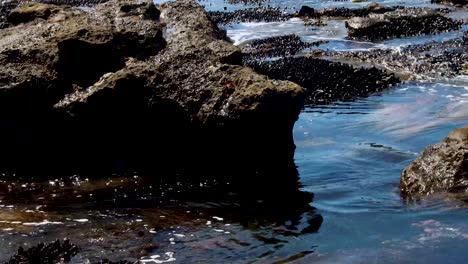 Tidal-pools-with-ebbing-tide-in-the-Pacific-Northwest