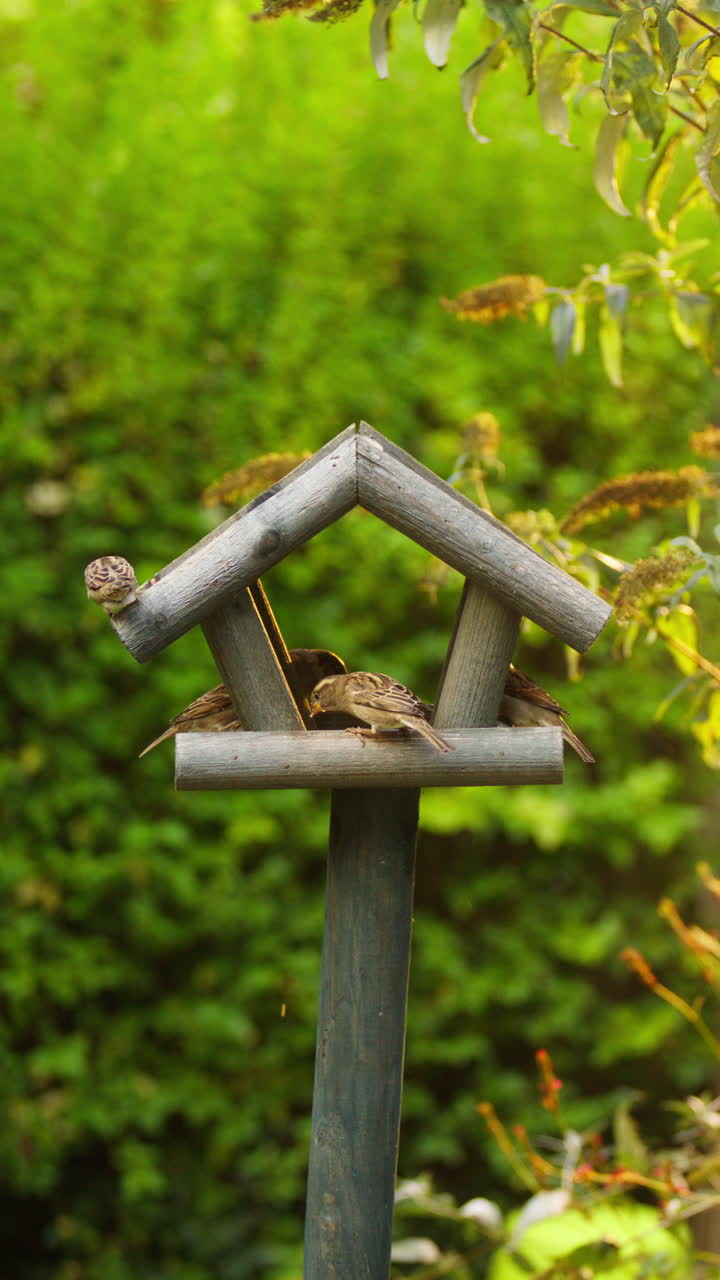 Vertical, Slow Motion CInematic Shallow Depth of Field Shot of Birds Flying into Birdhouse Feeder, Summer Time