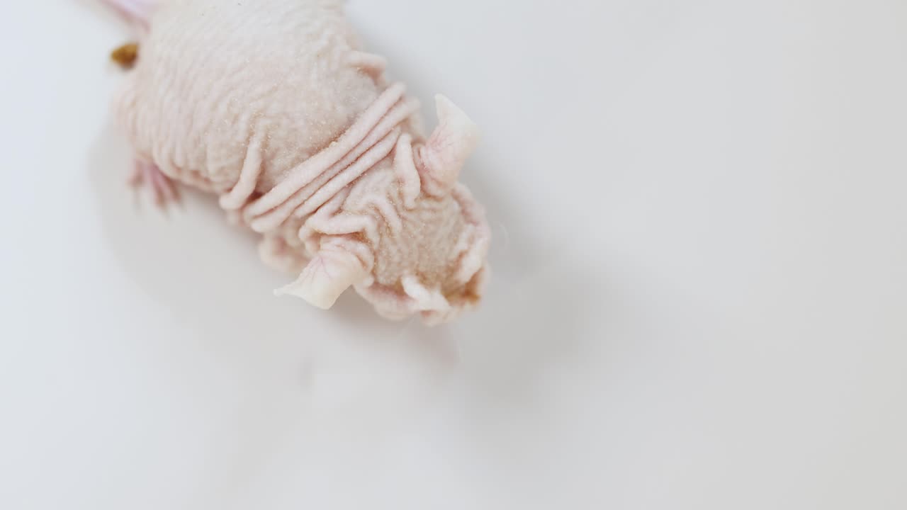 A hairless laboratory rat moves slowly across a smooth, white studio background under soft, even lighting. Overhead camera remains stationary, capturing subtle motion