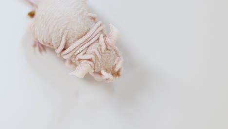 a hairless laboratory rat moves slowly across a smooth, white studio background under soft, even lighting. overhead camera remains stationary, capturing subtle motion