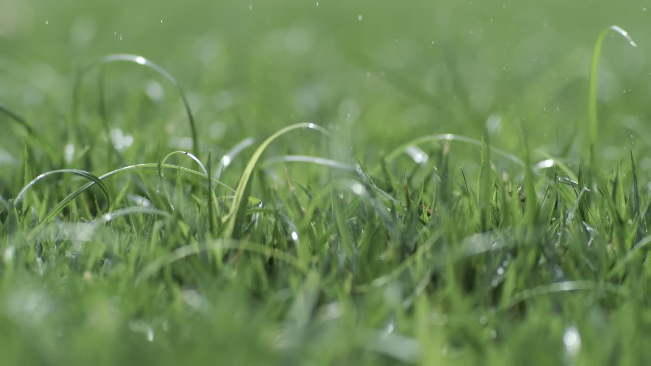 hierba verde de primer plano gotas de lluvia cayendo lentamente sobre la hierba. disparado en cámara súper lenta