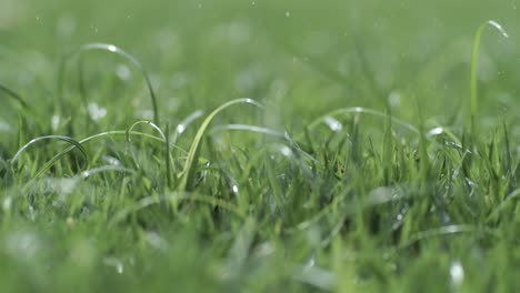 hierba verde de primer plano gotas de lluvia cayendo lentamente sobre la hierba. disparado en cámara súper lenta