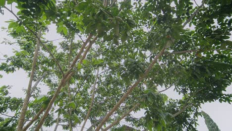 looking up at the canopy of a tree at a resort in antigua, guatemala, with light rain gently falling