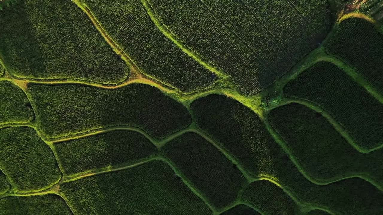 dramática toma aérea de terrazas de arroz con el reflejo del sol al atardecer en java, indonesia