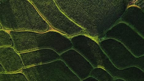 Dramatic-aerial-shot-of-rice-terraces-with-the-sun-reflection-at-sunset-in-Java,-Indonesia