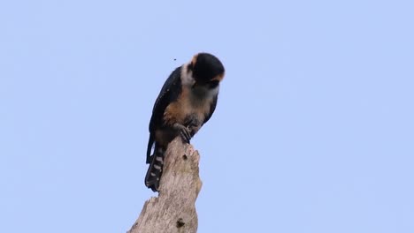 the black-thighed falconet is one of the smallest birds of prey found in the forests in some countries in asia