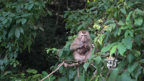 medium shot of wild asian monkey on a tree picking himself for fleas and insects grooming