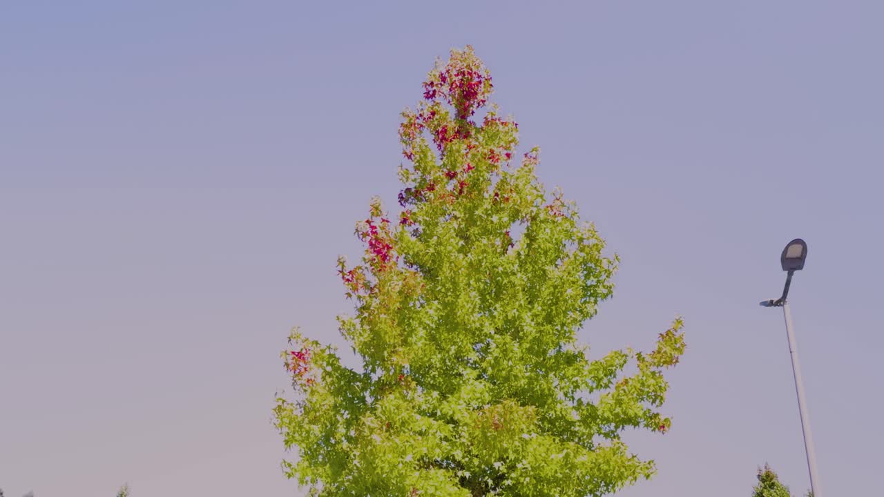 The reddening crown of a tree against the blue sky clearly indicates that autumn is approaching