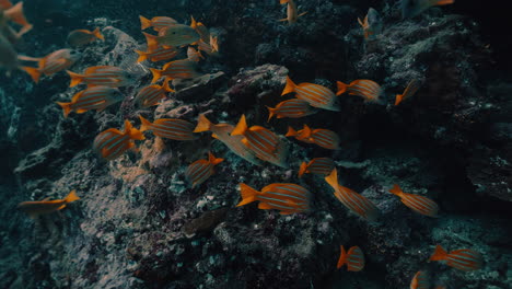 school of orange fish on a coral reef