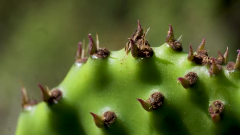 close-up of prickly pear cactus
