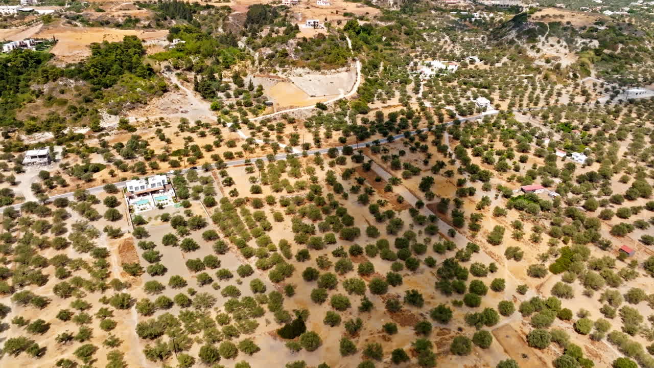 Aerial overview of a olive tree plantation, sunny, summer day in rural Greece