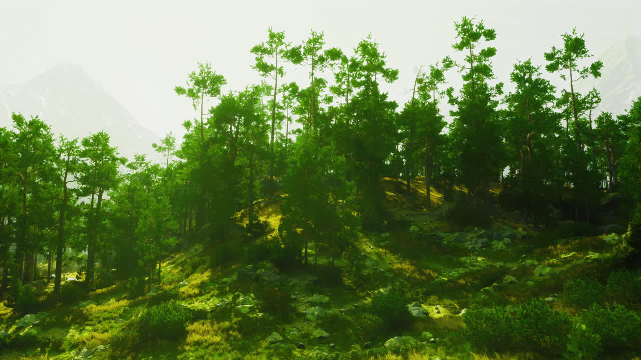 Lush green forest landscape with sunlight filtering through trees