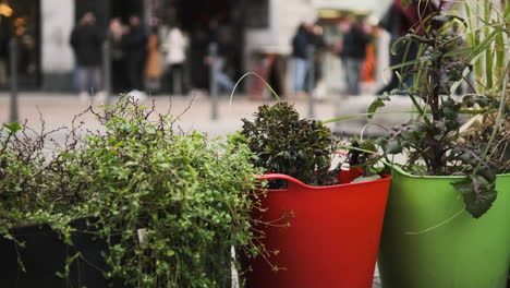 Nahaufnahme-Von-Bunten-Töpfen-Mit-Verschiedenen-Arten-Von-Pflanzen-Isoliert-Vor-Verschwommenem-Hintergrund-Von-Menschen,-Die-In-Der-Stadt-Spazieren-Gehen---Schieberegler-Rechts