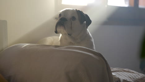 albino boxer dog lying on the bed looking up with excited reaction, morning light peeking through window