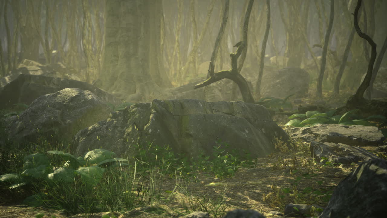 Enchanted forest glimmers in soft morning light with rocks and lush greenery