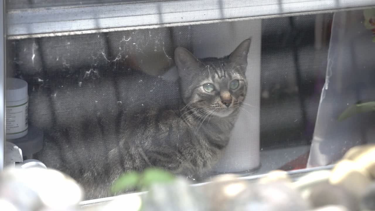 Striped Cat Standing On The Window And Looking Outside The House. - close up shot