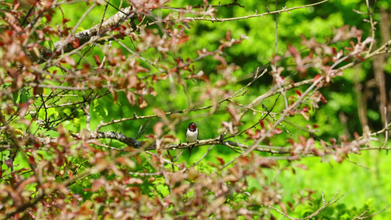 Swallow sits in bush with blurred green background in soft springtime light, frontal view