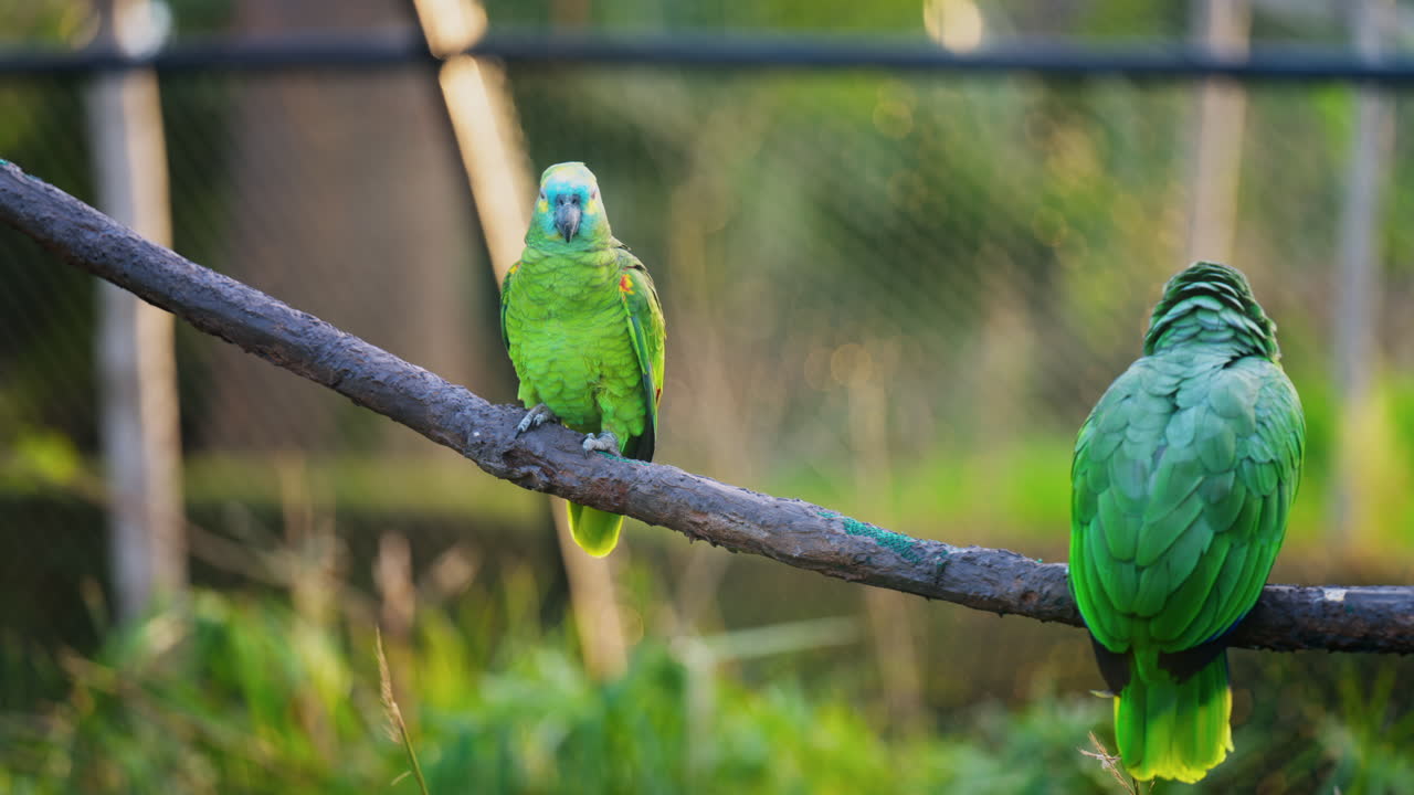 Close up of green Macaw birds on a branch with a blurred background