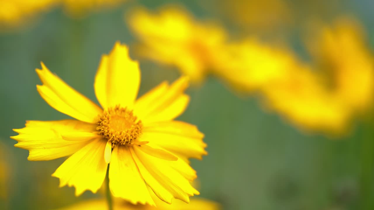 Coreopsis. Sommerblomster. Gule blomster i haven