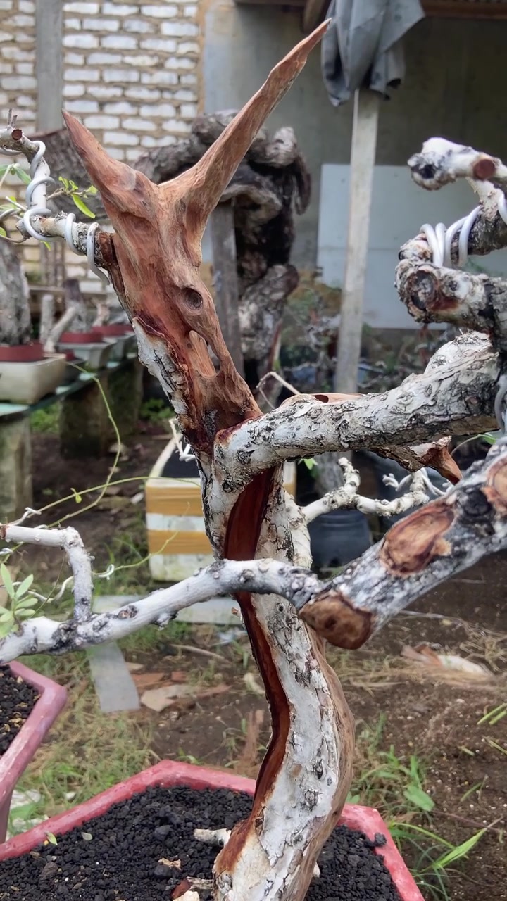Dettaglio ravvicinato di un bonsai con rami stilizzati e legno a vista