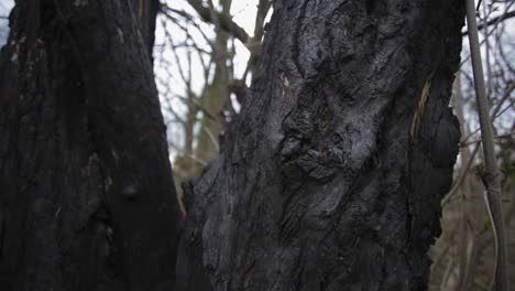 close up of an irregular textured old tree bark, in a forest