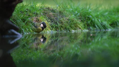 Kohlmeise-Reinigt-Sich-In-Einem-Fluss-Und-Fliegt-Dann-In-Zeitlupe-Davon