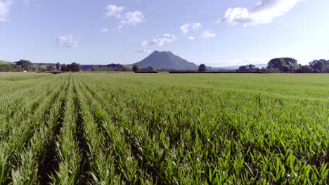 Campo-De-Maíz-Verde-Con-Luz-Solar-Brillante-Y-Volcán-De-Montaña-Distante,-Nueva-Zelanda