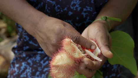 Closeup-Of-Achiote-Or-Lipstick-Tree-At-The-Spice-Farm-In-Zanzibar-Island,-Tanzania,-Africa