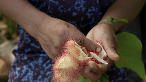 primer plano del árbol de achiote o lápiz labial en la granja de especias en la isla de zanzíbar, tanzania, áfrica