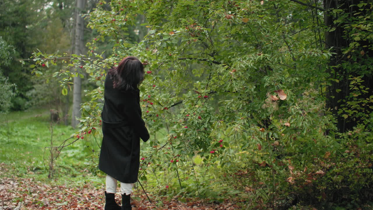 캐주얼한 젊은 여성이 베리 나무에 다가가 가지 아래 멈춰 서서 빨간 열매를 부드럽게 만져요. 초록색 공원을 천천히, 주의 깊게 걷고, 가을 분위기와 호기심이 느껴져요. 나뭇잎이 깔린 길을 걸으며 코트가 움직이는 뒷모습이에요.
