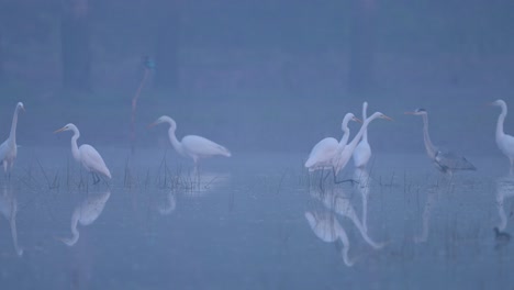 flock of white herons in misty morning