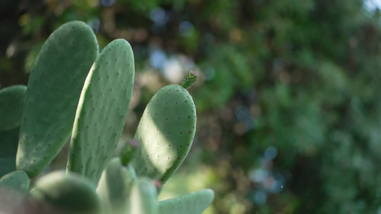 cactus en cinque terre, italia