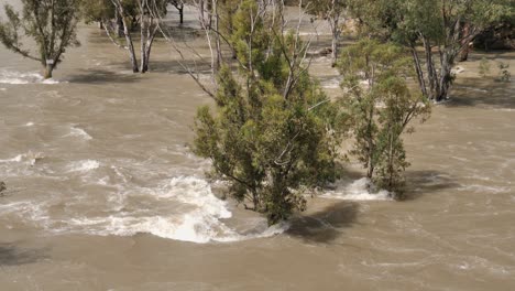 durante el evento de inundación de primavera, el agua fangosa profunda inunda los árboles a lo largo de la costa