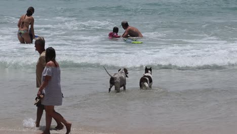 two dogs and owners playing fetch in ocean waves