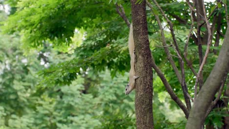 Ardilla-En-El-Tronco-Del-árbol-En-El-Parque