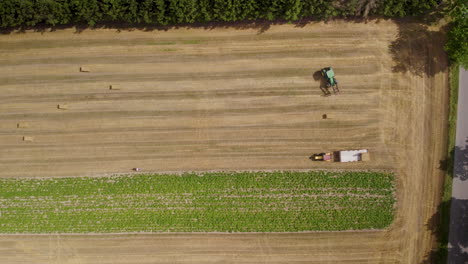 combine harvester gathers the wheat in the field - drone shot