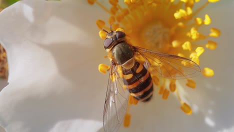 hoverflies, flower flies or syrphid flies, insect family syrphidae.they disguise themselves as dangerous insects wasps and bees.the adults of many species feed mainly on nectar and pollen flowers.