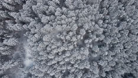 Bosque-De-Montaña-En-Invierno-Frío-Y-Nevado,-Vista-Aérea-De-Arriba-Hacia-Abajo