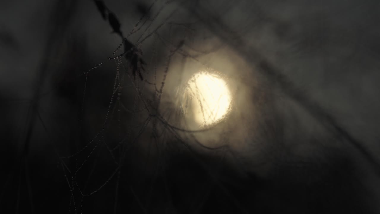 telaraña a la luz de la luna, telaraña llena de gotitas de agua, noche, acercamiento