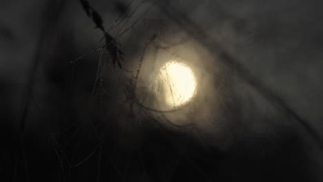 spider web at moonlight, web full of water droplets, night, zoom in