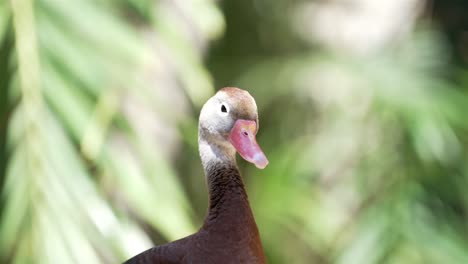 Slow-motion-handheld-footage-captures-duck's-subtle-head-movements-as-it-gazes-at-camera-with-its-right-eye