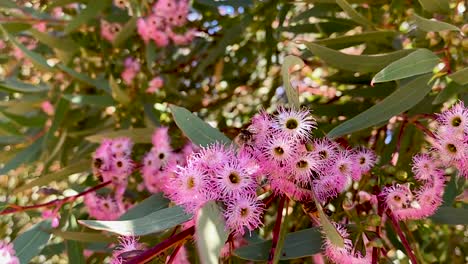 Miel-De-Abeja-Alimentándose-De-Flor-Mallee