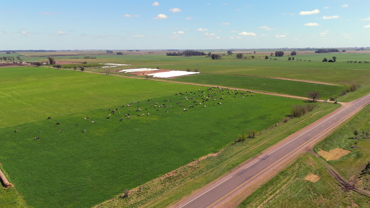 Aerial View of Cows Grazing in a Green Field