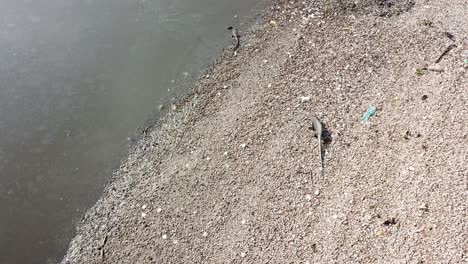 top view monitor lizards climb.