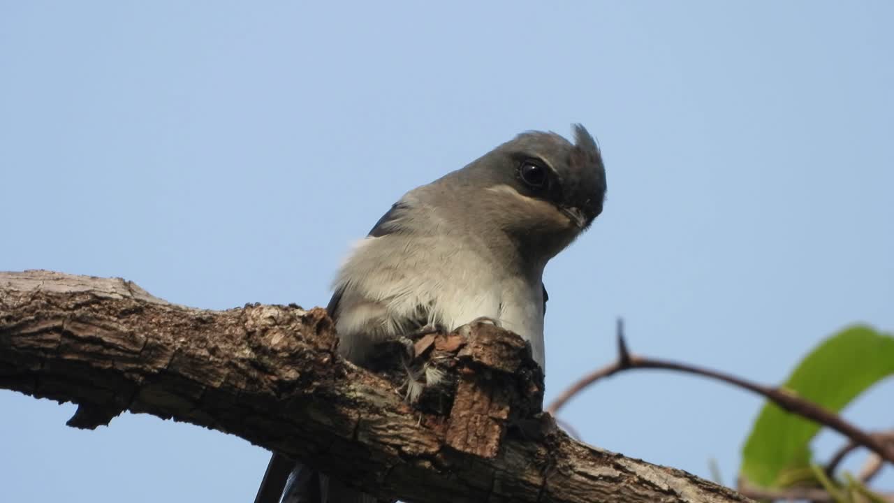 vencejo crestado - nido de huevos en el árbol